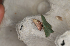Stemmatophora flavicaput