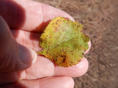 Crataegus viridis glabriuscula