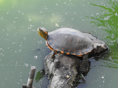 Trachemys dorbigni