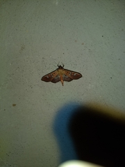 Phostria