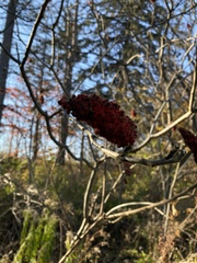 Rhus typhina