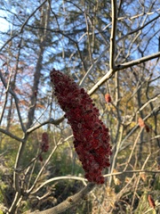 Rhus typhina