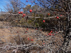 Crataegus viridis glabriuscula