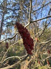 Rhus typhina