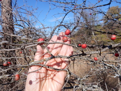 Crataegus viridis glabriuscula