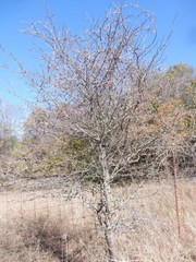 Crataegus viridis glabriuscula