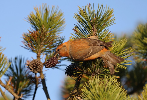 Parrot Crossbill, 3360 Liseleje, Denmark, photo 9 of 10