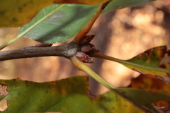 Quercus × heterophylla