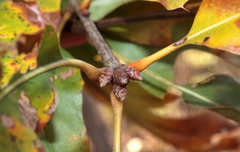 Quercus × heterophylla