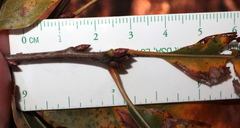 Quercus × heterophylla