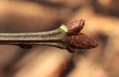 Quercus × heterophylla