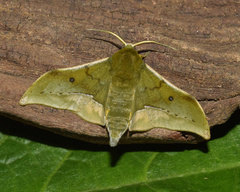 Plegapteryx anomalus