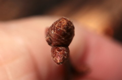 Quercus × heterophylla