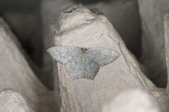 Maxates hemitheoides-lactipuncta-microdonta