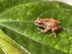 Raorchestes charius