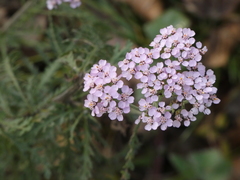 Achillea distans stricta