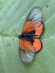 Acraea insignis