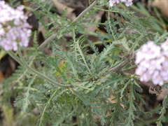 Achillea distans stricta