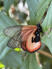 Acraea insignis