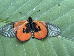 Acraea insignis