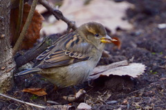 Passer domesticus