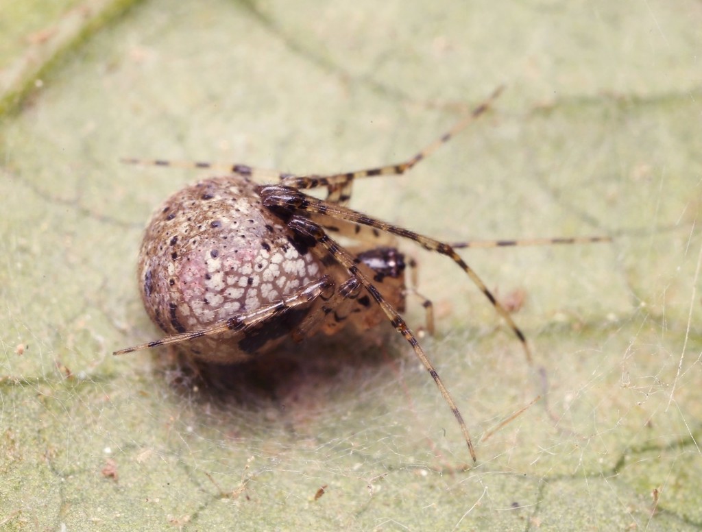 Platnickina nigropunctata
