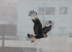 Caracara plancus