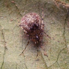 Platnickina nigropunctata