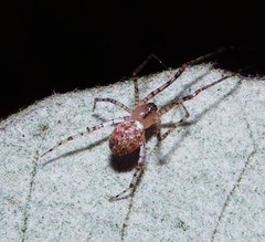 Platnickina nigropunctata