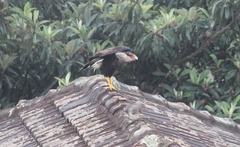 Caracara plancus