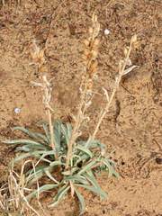 Penstemon angustifolius venosus