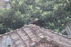 Caracara plancus