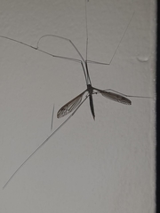 Tipulidae