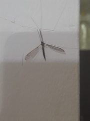 Tipulidae
