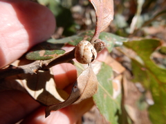 Allokermes galliformis