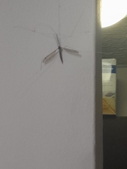 Tipulidae