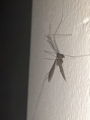 Tipulidae
