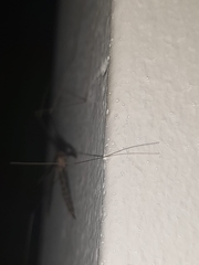 Tipulidae