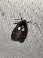 Carpostalagma signata