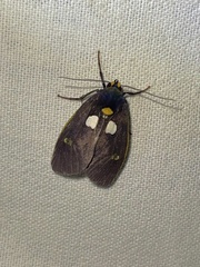 Carpostalagma signata