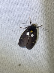 Carpostalagma signata