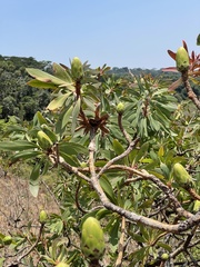 Protea madiensis image