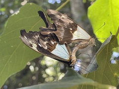 Papilio phorcas nyikanus