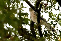 Accipiter cooperii