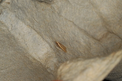 Homaloxestis multidentalis