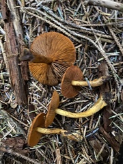 Aureonarius limonius