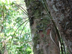 Trichocentrum yucatanense