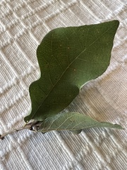 Quercus laceyi