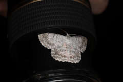 Pingasa rubimontana