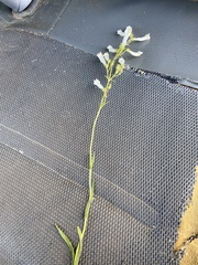 Penstemon oklahomensis